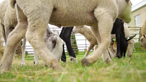 Sheep on the grass with lambs .Various varieties and ages. 59 94 fps 60 fps Stock Footage 133270930