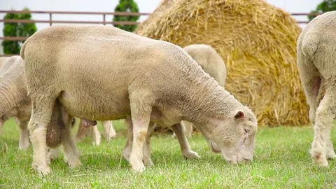 Sheep on the grass with lambs .Various varieties and ages. 59 94 fps 60 fps Stock Footage 133270933