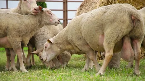 Sheep on the grass with lambs .Various varieties and ages. 59 94 fps 60 fps Stock Footage 133270936