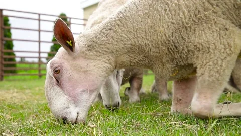 Sheep on the grass with lambs .Various varieties and ages. 59 94 fps 60 fps Stock Footage 133270937