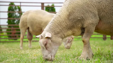 Sheep on the grass with lambs .Various varieties and ages. 59 94 fps 60 fps Stock Footage 133270939