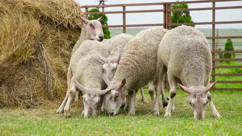 Sheep on the grass with lambs .Various varieties and ages. 59 94 fps 60 fps Stock Footage 133270941