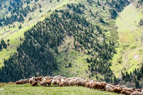 Sheep at the grass at the meadow Stock Photos