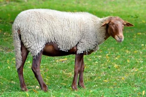 Sheep on grass Stock Photos