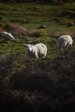 Sheep on Grass Stock Photos
