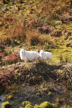 Sheep on Grass Stock Photos
