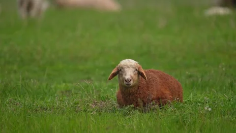 Sheep on the grass. Relax concept. Farm animal having a rest. Animal look at the Stock Footage 241094155