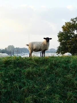 Sheep in the grass with a river in the background Stock Photos