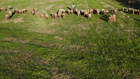 Sheep Grass Shepherd Sunset Forward Tracking Stock Footage 201737561
