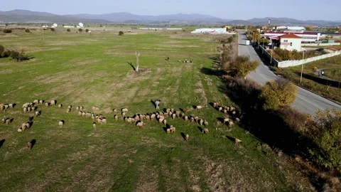 Sheep on Grass Sunset Slow Walk Steady 45 Stock-Footage 201483025