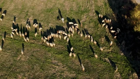 Sheep on Grass Sunset Slow Walk Tilt Up Stock Footage 201483166