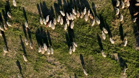Sheep on Grass Sunset Slow Walk Rise Top Down Stock Footage 201737475