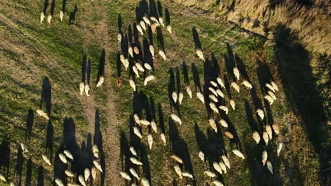 Sheep Grass Sunset Walk Forward Tilt Down Stock Footage 201737524