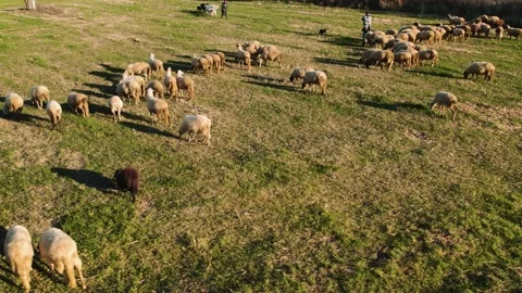 Sheep Grass Two Shepherds Meet Dog Orbit Left Stock Footage 201482610