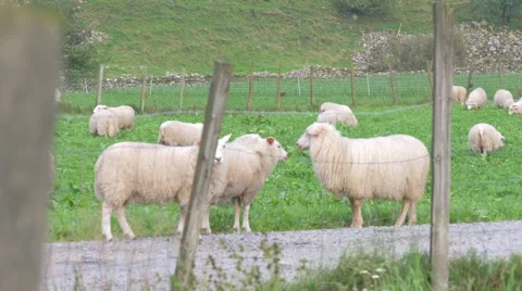 Sheep grassing at the side of the road. Tracking shot from left to right. 4K. Stockbeeldmateriaal 41878297