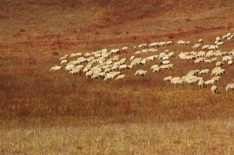 Sheep in grassland Stock Photos