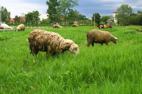 Sheep in grassland Stock Photos