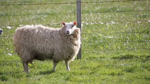 Sheep on grassy field in wind Stock Footage 89588379