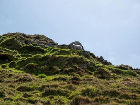 Sheep on grassy hillside under clear sky 库存照片