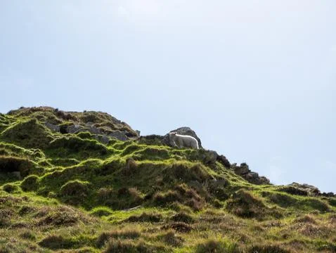 Sheep on grassy hillside under clear sky Stock Photos