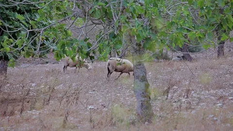 Sheep graze among the trees of the farm garden in the suburbs of Cala Mendia Stock Footage 75957410