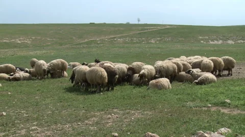 Sheep Graze And Relax Stock Footage 46057386