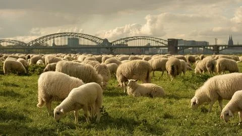 Sheep graze in a clearing with a background of the Cologne bridge Stock Photos