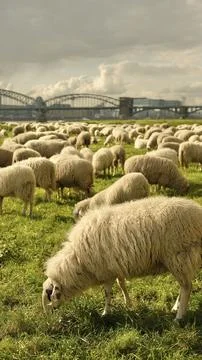 Sheep graze in a clearing with a background of the Cologne bridge Stock Photos