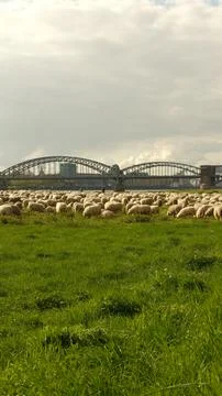 Sheep graze in a clearing with a background of the Cologne bridge Stock Photos