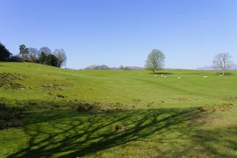 Sheep graze on a cloudless, hazy spring morning near Ambleside. Stockfoto's