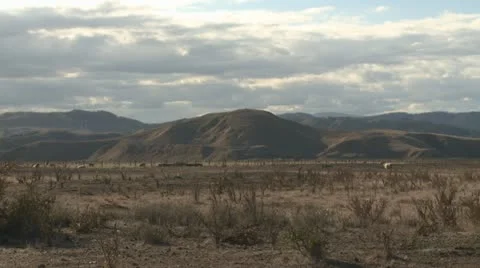 Sheep graze in a dry field Video stock 22330835