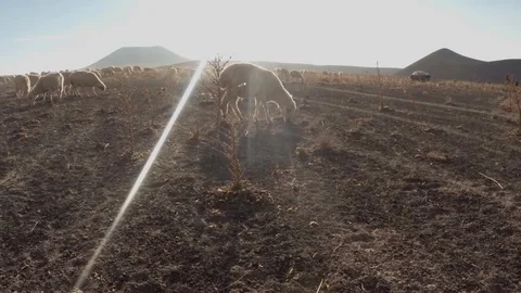 Sheep graze eating dry grass and thorns in dusty terrain far volcano Stock Footage 77877663