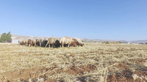 Sheep graze in the field 2. Stock Footage 77426036
