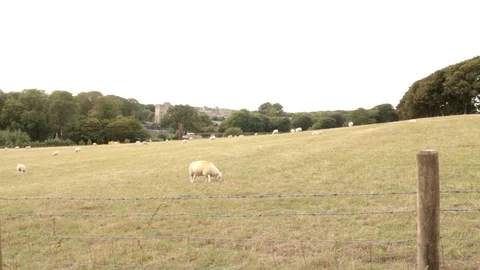 Sheep Graze on a Field With a Castle in the Background Video stock 93701848