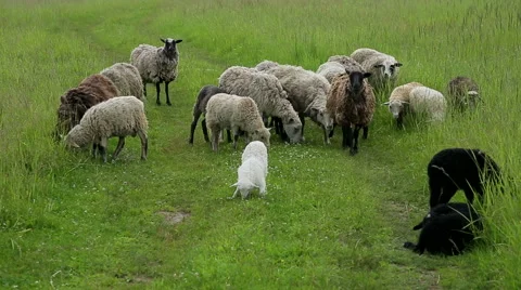 Sheep graze in a field Stock Footage 51581597