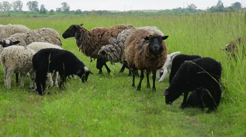 Sheep graze in a field Stock Footage 51639737