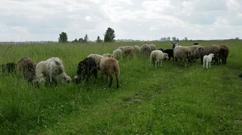 Sheep graze in a field Stock Footage 51776940