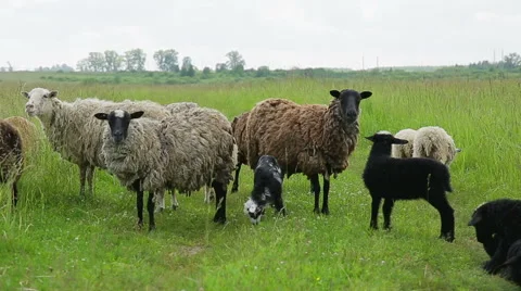 Sheep graze in a field Stock Footage 51779695