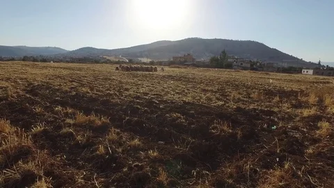 Sheep graze on the field. Stock Footage 77117087