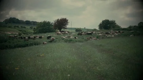 Sheep graze in the field Stock Footage 77165467