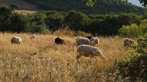Sheep graze in the field Stock Footage 120978191