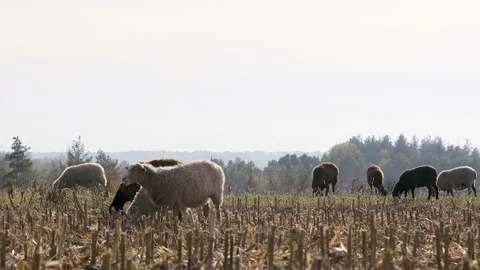 Sheep graze on the field Stock Footage 148292015