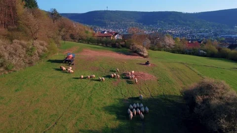 Sheep graze in the field Stock Footage 154337665