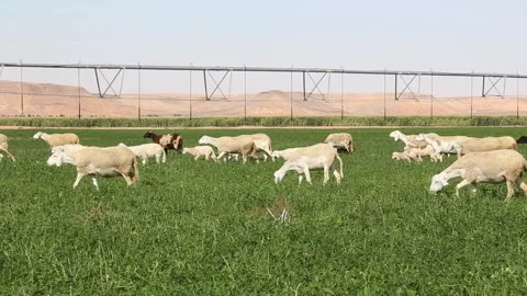 Sheep graze in a field with a pivot irrigation system in the background 스톡 동영상 318831480