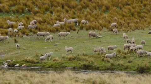 Sheep graze in the fields of the mountains of Peru Stock Footage 106491087