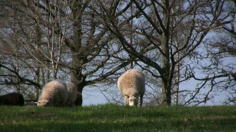 Sheep on graze Stock Footage 397426