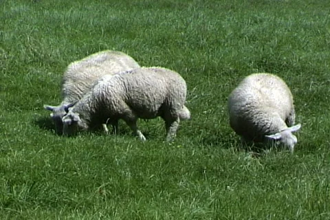 Sheep Graze Stock Footage 820277
