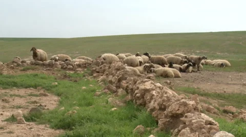 Sheep Graze Stock Footage 46054487