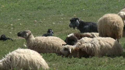 Sheep Graze Stock Footage 46056979