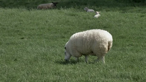 Sheep Graze Vídeos de archivo 111526633